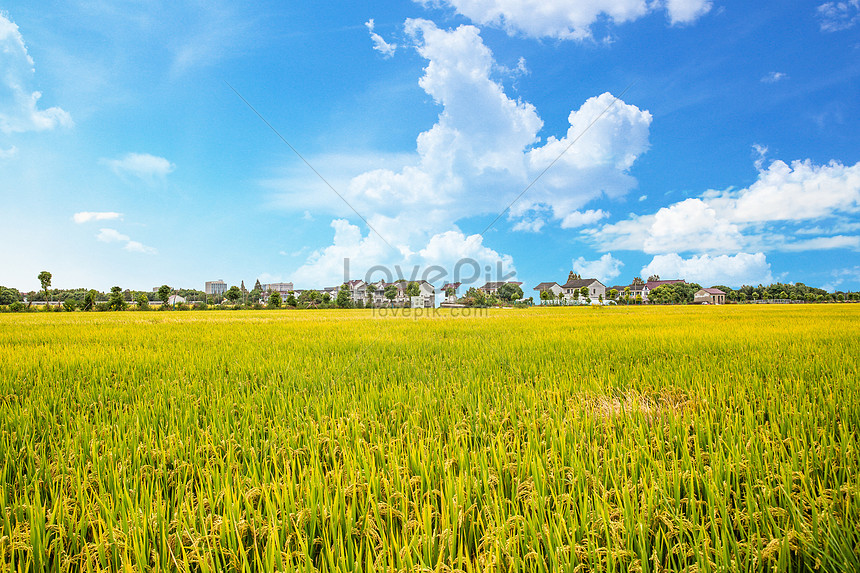 Ilustrasi sawah padi di dataran rendah